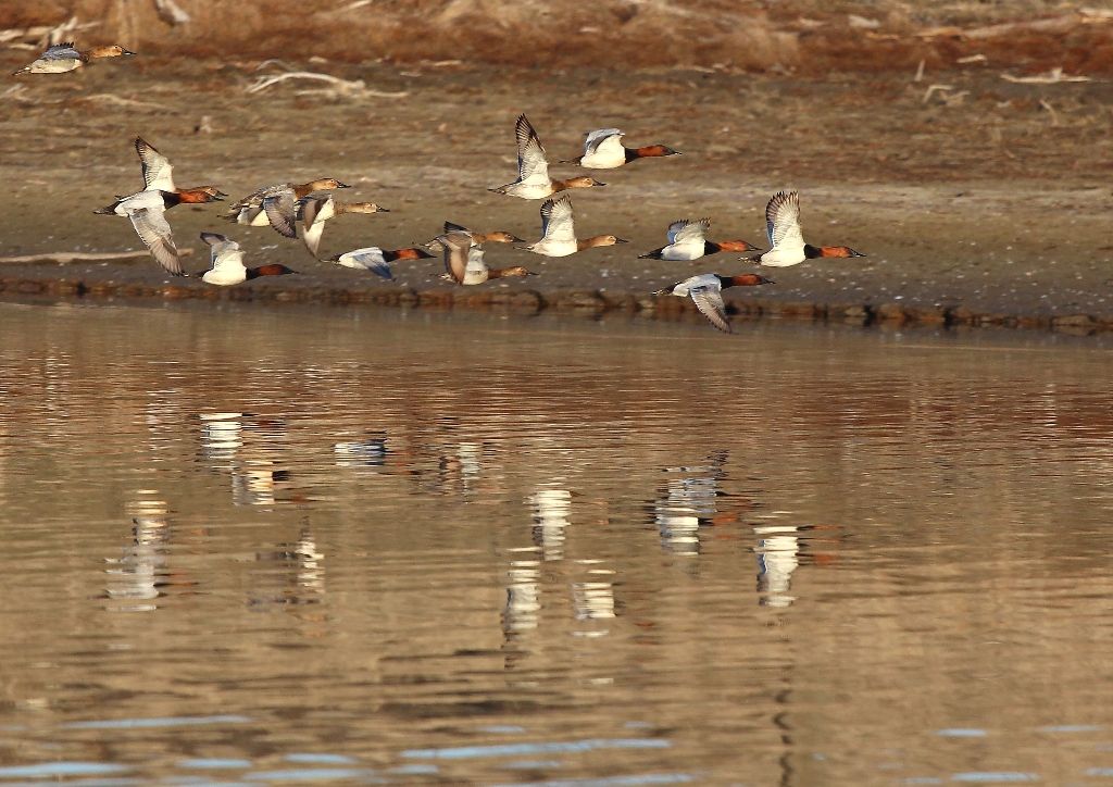 birds watching in wildlife reserve
